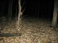 Chicago Ghost Hunters Group investigates Robinson Woods (112).JPG